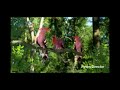 In The Night Garden Pink Tittifers Trio