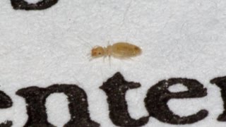 Tiny Cream Insects on a plastered wall in a converted basement - Ants? Mites?  Pscocids Booklice