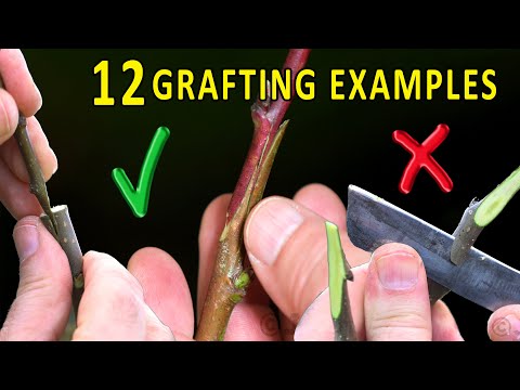 Choosing the BEST GRAFTING TECHNIQUE for each situation | GRAFTING FRUIT TREES