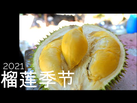 2021 榴莲季节| Malaysia Durian