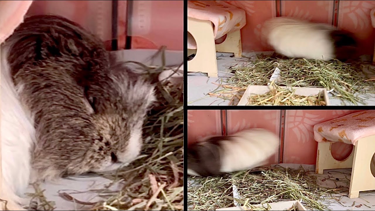 寝ぼけ眼で大パニック【モルモット】