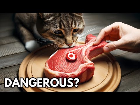 Can cats eat raw meat? Is raw meat safe for cats? Explained