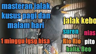 Download lagu jalak ngomong ...!ini masteranya kusus pagi dan malam hari mp3
