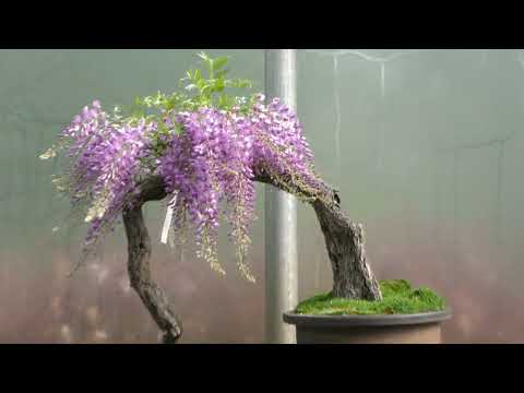 Unser Bestand an Bonsai 2023