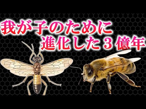 皮膚翅目 - 定義