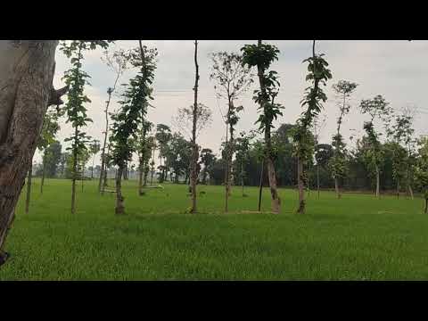  2 Acre Agricultural/Farm Land for Sale in Mariyamman Kovil Rd, Thanjavur