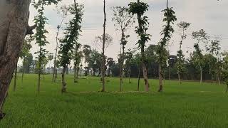  Agricultural Land for Sale in Mariyamman Kovil Rd, Thanjavur