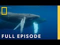 Oceans Odysseys Incredible Animal Journeys Full Episode National Geographic