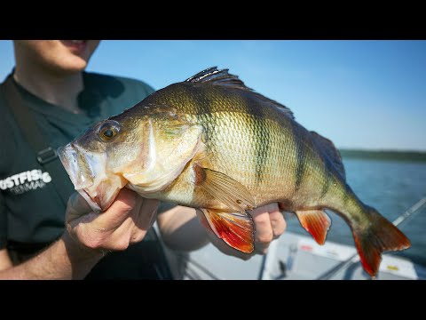 Summer Perch Fishing - Rocking Blade Bait And Jigs For Big Perch!