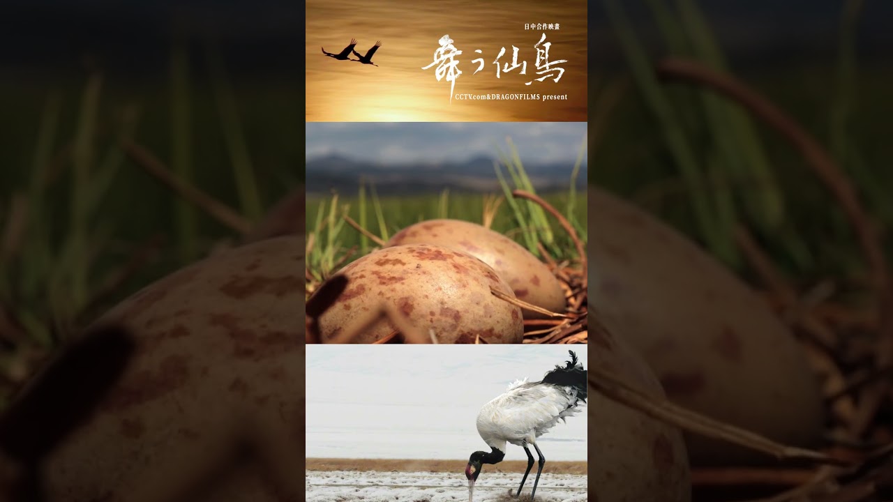 なぜクロヅルは湿地に巣を作るのか？ | iPanda パンダ楽園 #shorts