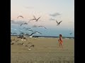 Kidsdt Seagulls Surround Little Girl Feeding Them Cheetos