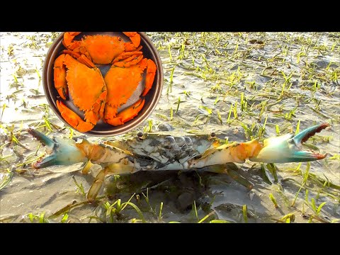 download lagu mp3 mp4 Seafood Subscriptions, download lagu Seafood Subscriptions gratis, unduh video klip Seafood Subscriptions