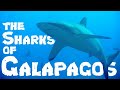 Haie beim Landslide Tauchplatz auf den Galapagos Inseln, hammerhai, galapagos hai, seidenhai, Landslide, Ecuador, Galapagos
