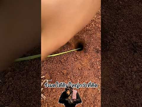 รังมดใต้ดินใหญ่กว่าที่เราคิด #ความรู้ #น่าสนใจ