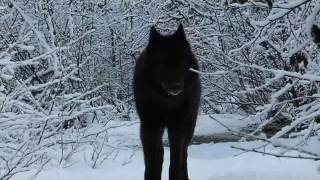 Romeo approaching. Video by Dr. Vic Walker