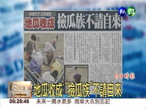 地瓜收成 "撿瓜族"不請自來