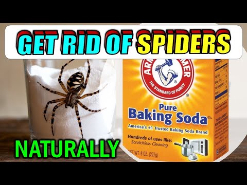 15 Fun and Natural Ways to Keep Spiders Out of Your House Naturally