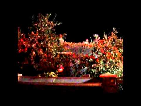 Incendiu la Cotu Baii / 3 octombrie 2013