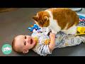 Parrot and Cat Become Nannies For Babies  | Cuddle Buddies