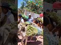 Así Llega La Palma Para Su Labranza En San Miguel Peras Para El Domingo De Ramos Oaxaca
