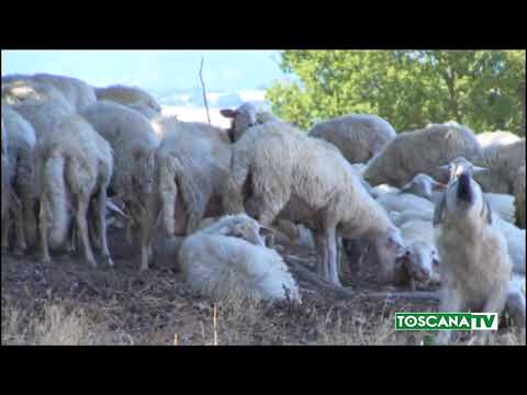 2018-02-24 TOSCANA - SICCITÀ, COLDIRETTI, RICONOSCIUTA CALAMITÀ 2017