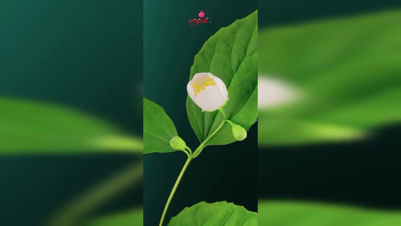 Video produs