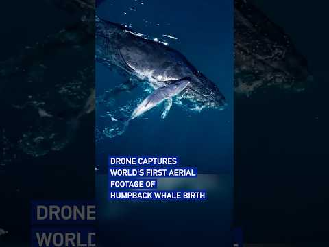 Drone captures world's first aerial footage of humpback whale birth