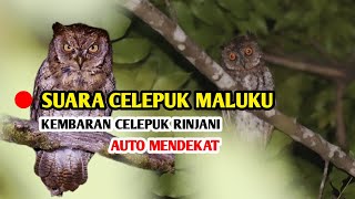 Download lagu Suara Celepuk Maluku || Kembaran Celepuk Rinjani mp3