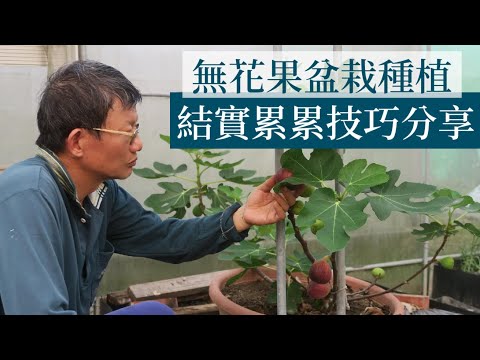 種植無花果