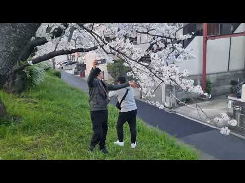 Mr. Poly and Marcelo, Enjoying  Cherry blossom of Kyoko on 2024.