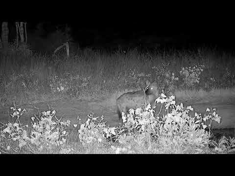 Djuma: Lone Hyena drinks at the pan - 20:27 - 04/13/2022