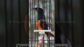 Download lagu Tembakan murai batu isian kenari panjang mp3