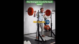 The most important muscle for back squat