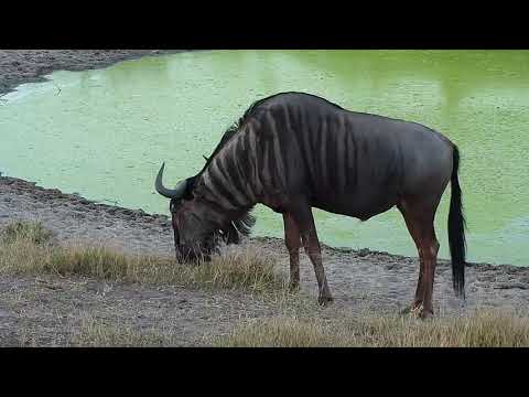 Djuma: Wildebeest bull - 17:07 - 05/15/19