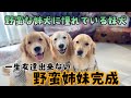 Savage Sisters Complete A Younger Sister Dog Who Has Always Admired Her Older Sister Dog