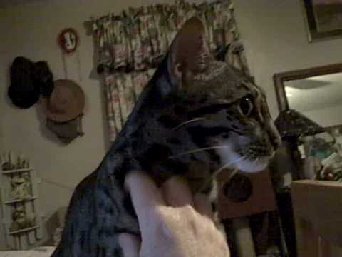 Zenith joins me for a chin scritch