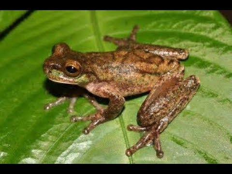 Rainbow Frog dances to MLG Darude Dedotated Wamstorm