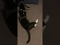 Lazily Rolling Around Thinking He S Tough Shorts Meme Funny Cat Fight