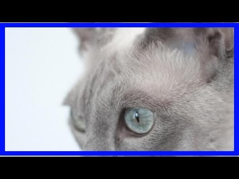 Feline parvovirus - infection, symptoms and treatment