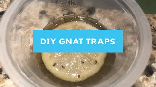 DIY Fruit Fly/Gnat Trap