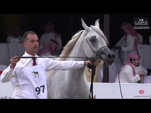 N 97 E S  SHAMSA   The Saudi National Championships 2023   Fillies 2 Years Old Class 2B