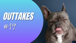 Französische Bulldogge Outtakes Teil 19 - Alles geht schief!