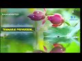 Thamarai Poovukkum Pasumpon Vidyasagar 5 1 SURROUND BASS BOOSTED SVP Beats