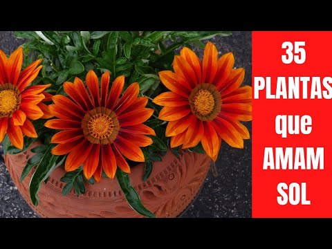, title : '35 PLANTAS que AMAM SOL PLANTAS de SOL PLENO Flores Jardinagem dicas de plantas lindas e fáceis #fyp'