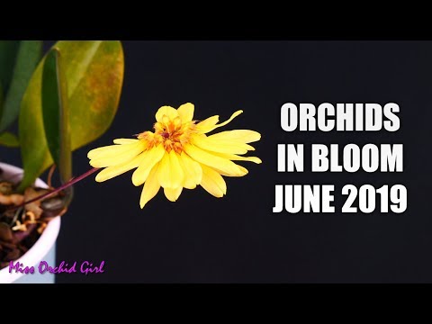 Orchids in bloom - June 2019 - Ready to vote?
