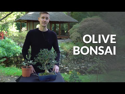 Olive Bonsai care