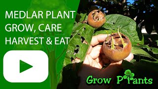Medlar plant – grow, care & harvest (Mespilus germanica)