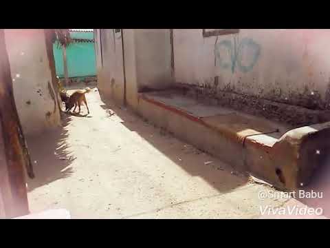 Fun 🐶 dog vs 👨 men short 📻 video