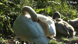 preview picture of video 'Mute Swans with Cygnets and evening Sun'