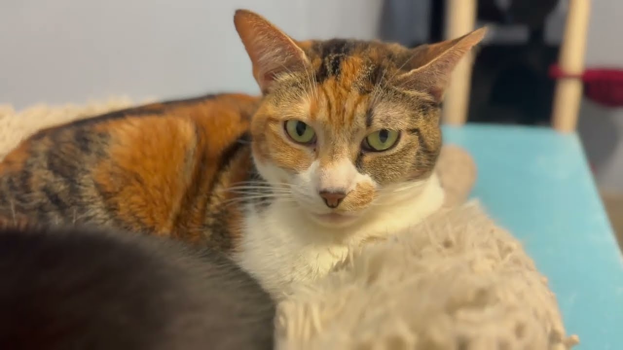 Enlarge Pixel, a Adoptable Domestic Short Hair in Fort Lauderdale, FL video 6/6